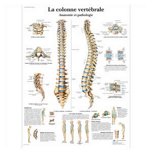 Planche anatomique - La colonne vertébrale - Anatomie et pathologie - 3B Scientific