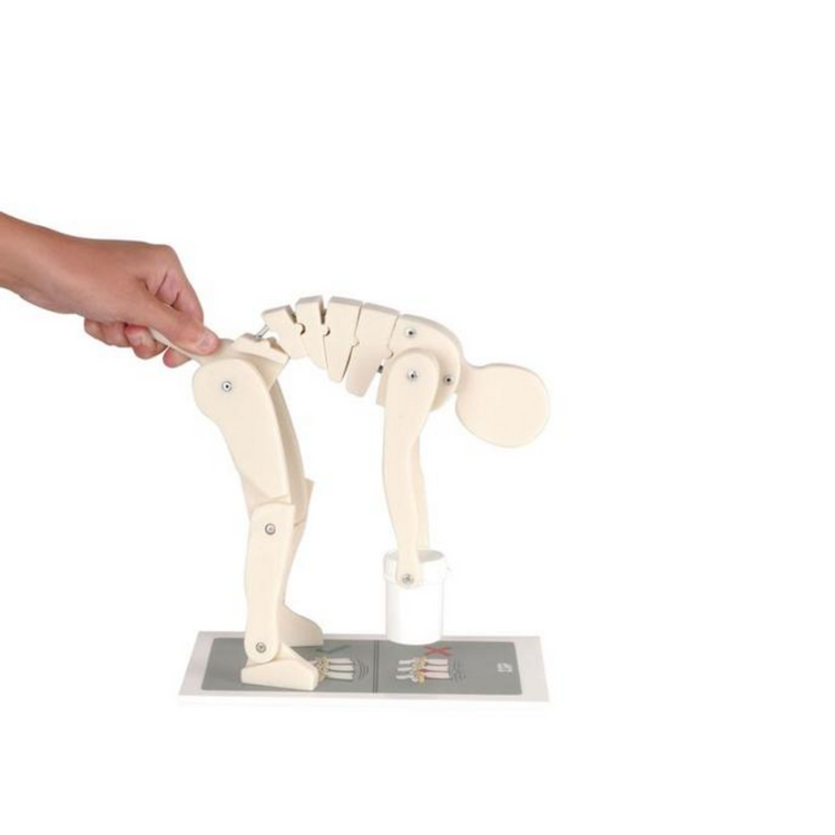 Figure de démonstration - Lever correctement - Anatomie et pathologie